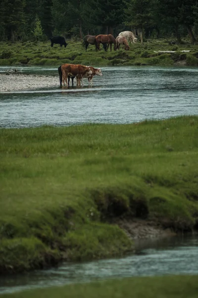 Yazın Altai Dağları Ndaki Bir Çayırda Inekler Otluyor — Stok fotoğraf