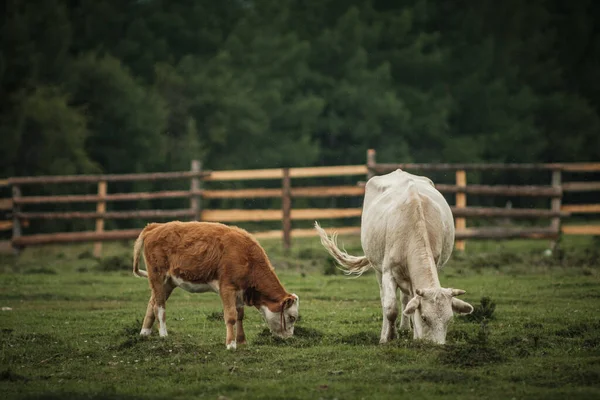 Vaches Broutant Été Dans Une Prairie Dans Les Montagnes Altaï — Photo