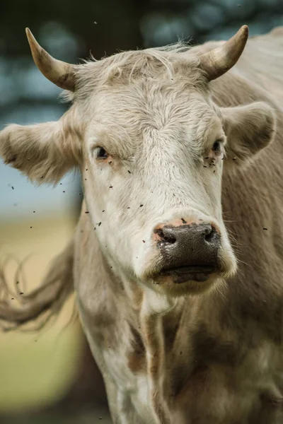 Krávy Pasoucí Létě Louce Horách Altai — Stock fotografie