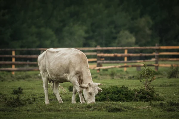 Krowy Wypasane Latem Łące Górach Altai — Zdjęcie stockowe