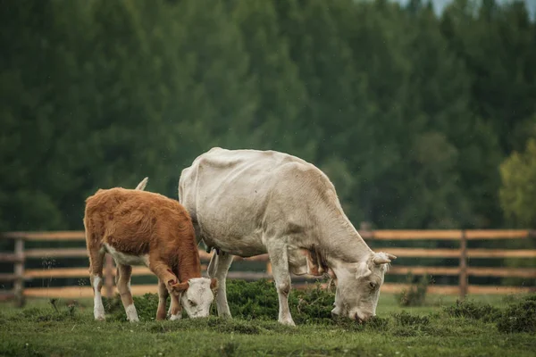 Vacas Pastando Verão Prado Nas Montanhas Altai — Fotografia de Stock