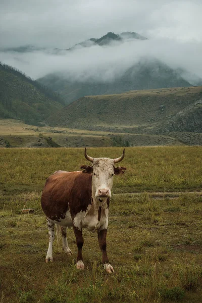 Vaches Broutant Été Dans Une Prairie Dans Les Montagnes Altaï — Photo