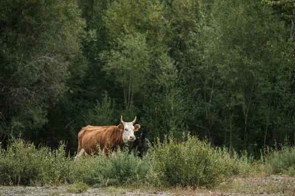 Cows Grazing Summer Meadow Altai Mountains — Stock Photo, Image