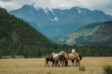 Atlar Altai Cumhuriyeti 'ndeki bir dağ nehrinden su içiyorlar..