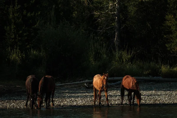 Los Caballos Beben Agua Río Montaña República Altai — Foto de Stock