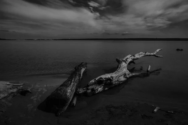 Een Dode Boom Ligt Een Zandstrand Berdsk — Stockfoto