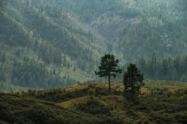Hermosos Árboles Las Laderas Las Montañas Zona Ulagan República Altai — Foto de Stock
