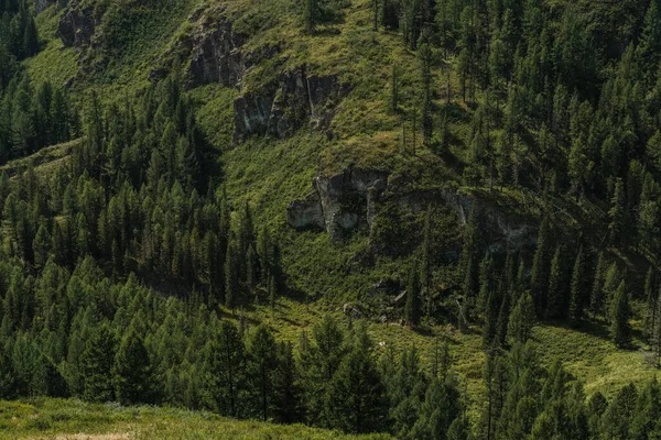 Altai Cumhuriyeti 'nin Ulagan bölgesindeki dağların yamaçlarında güzel ağaçlar..