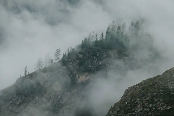 Ομίχλη Επιπλέει Πάνω Από Κωνοφόρα Δέντρα Και Γκρεμούς Στα Βουνά — Φωτογραφία Αρχείου