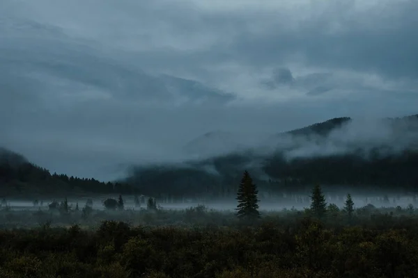 Вечірній Пейзаж Туманом Горами Хвойниками — стокове фото