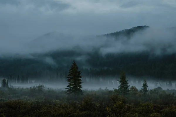 Paisaje Nocturno Con Niebla Montañas Coníferas —  Fotos de Stock