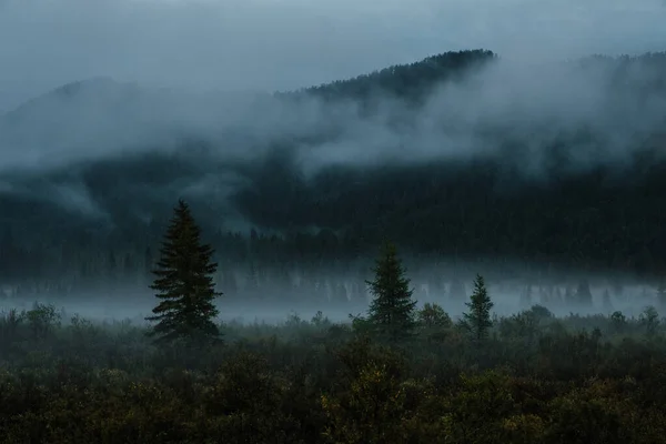 Paisagem Noturna Com Nevoeiro Montanhas Coníferas — Fotografia de Stock