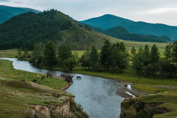 Hermoso Paisaje República Altai Camino Tyungur —  Fotos de Stock