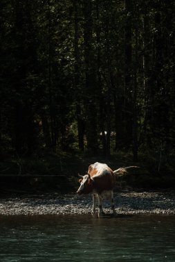 Yazın Altai Dağları 'ndaki bir çayırda inekler otluyor..