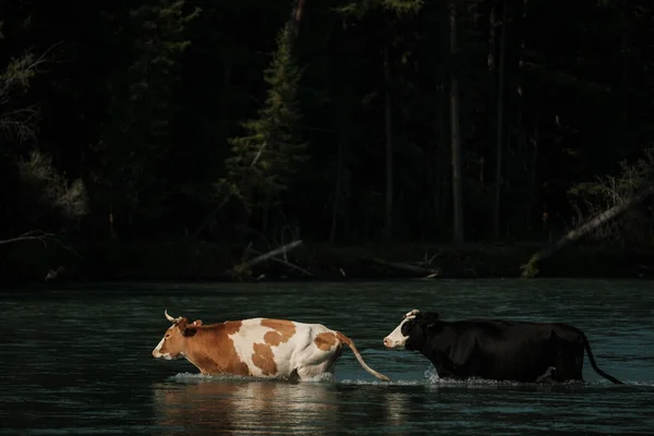 Kühe Watet Über Einen Fluss Altai Gebirge — Stockfoto