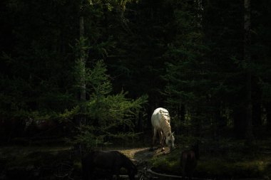 Yazın Altai Dağları 'nda atlar otluyor..
