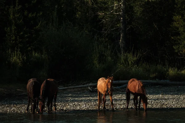 Konie Piją Wodę Górskiej Rzeki Republice Altai — Zdjęcie stockowe