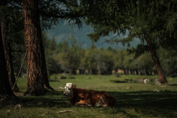 Krowy Wypasane Latem Łące Górach Altai — Zdjęcie stockowe