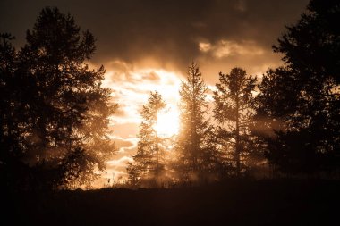 Güzel bir günbatımına karşı kozalaklı kozalaklı siluetler.
