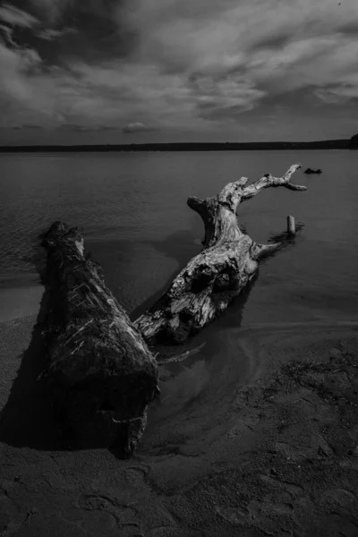 Berdsk Kumlu Bir Sahilde Ölü Bir Ağaç Yatıyor — Stok fotoğraf