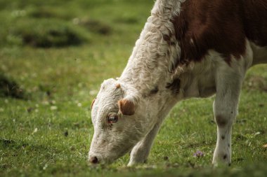 Yazın Altai Dağları 'ndaki bir çayırda inekler otluyor..