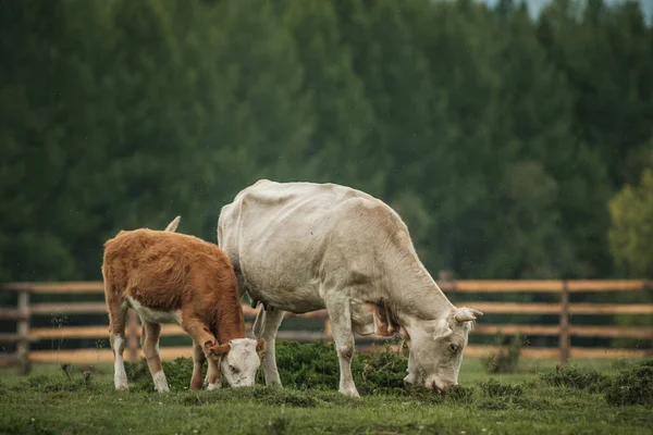 Vacas Pastando Verano Prado Las Montañas Altai — Foto de Stock