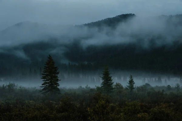 Kvällslandskap Med Dimma Berg Och Barrträd — Stockfoto