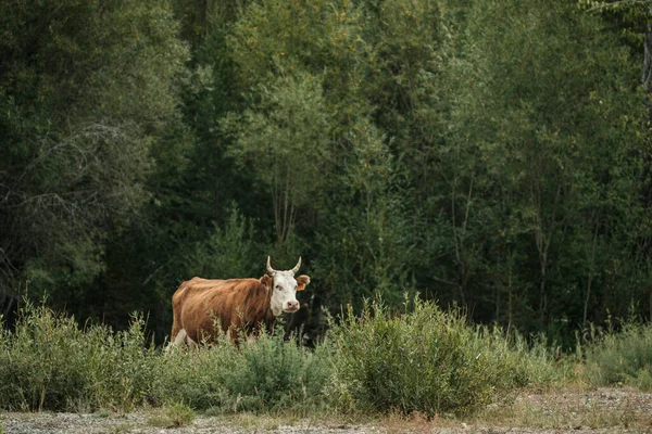 Krowy Wypasane Latem Łące Górach Altai — Zdjęcie stockowe