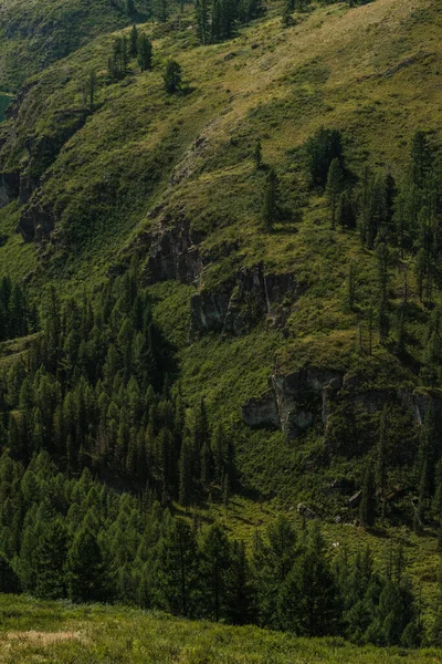 Hermosos Árboles Las Laderas Las Montañas Zona Ulagan República Altai —  Fotos de Stock