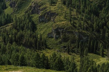Altai Cumhuriyeti 'nin Ulagan bölgesindeki dağların yamaçlarında güzel ağaçlar..