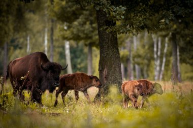 Animals in the reserve, Russia clipart