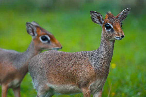 Whitetail Deer Buck debout dans un bois — Photo