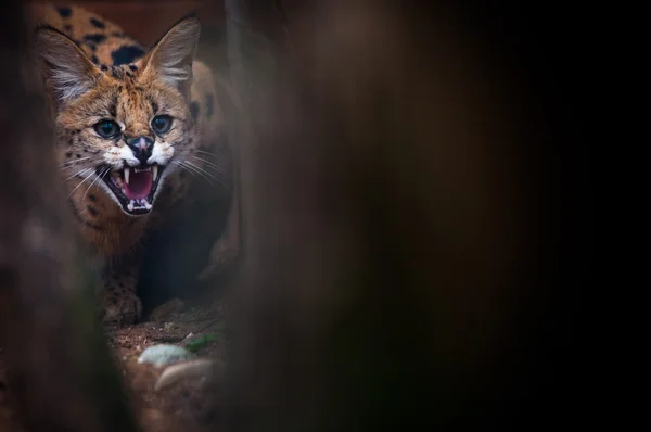 Retrato de cerca de un lince en el bosque — Foto de Stock