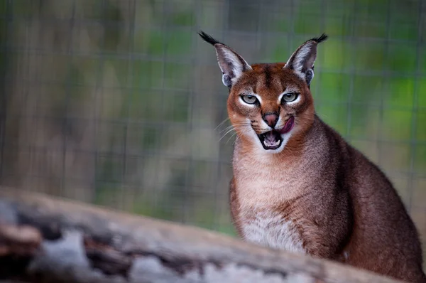 Retrato de cerca de un lince en el bosque — Foto de Stock