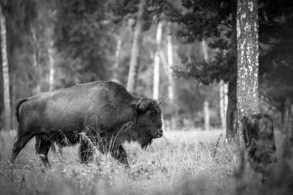 Animais na reserva, Rússia — Fotografia de Stock