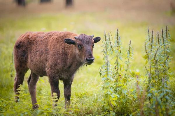 Animals in the reserve, Russia — Stock Photo, Image