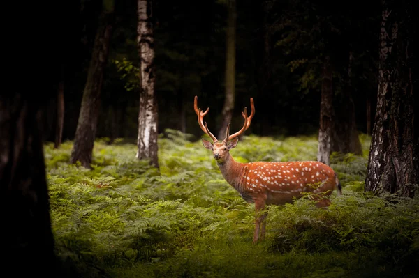 Whitetail veado Buck de pé em uma floresta — Fotografia de Stock