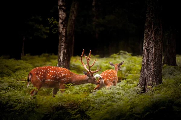 Whitetail veado Buck de pé em uma floresta — Fotografia de Stock
