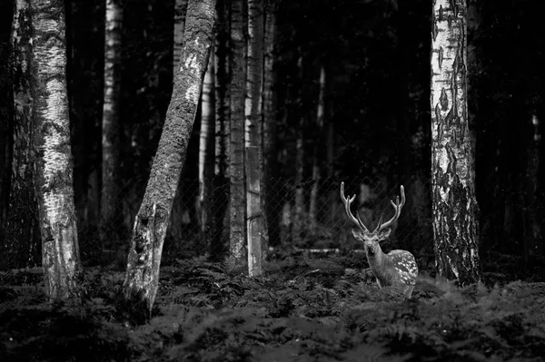 Szarvas Whitetail Bak állandó egy erdőben — Stock Fotó