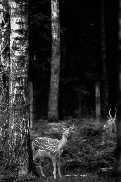 Whitetail jelenie buck stojący w lesie — Zdjęcie stockowe