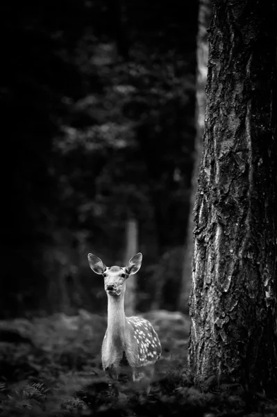 Weißnagel-Rehbock steht im Wald — Stockfoto