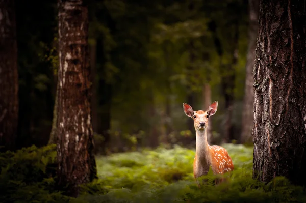 Whitetail 사슴은 숲 속에 서 있는 벅 — 스톡 사진