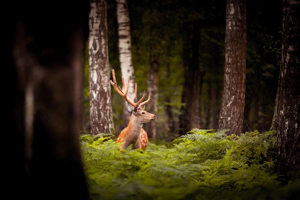 Whitetail Geyik duran bir ormanda buck.