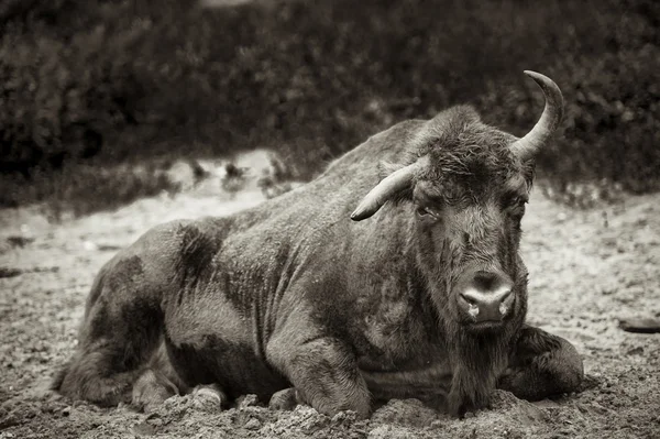 Animals in the reserve, Russia — Stock Photo, Image