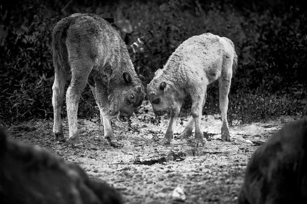 Animaux dans la réserve, Russie — Photo