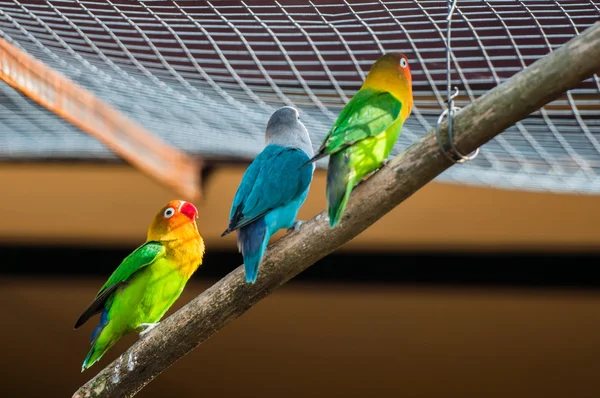 Colourful parrot bird sitting on the perch — Stock Photo, Image