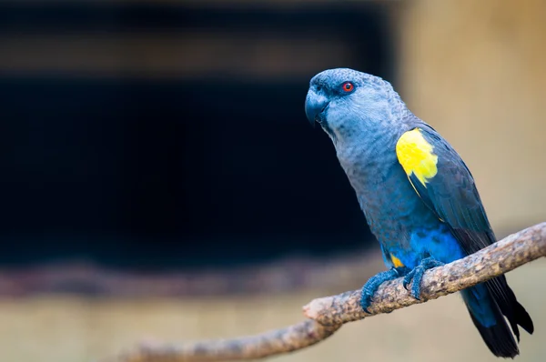 Colourful parrot bird sitting on the perch — Stock Photo, Image