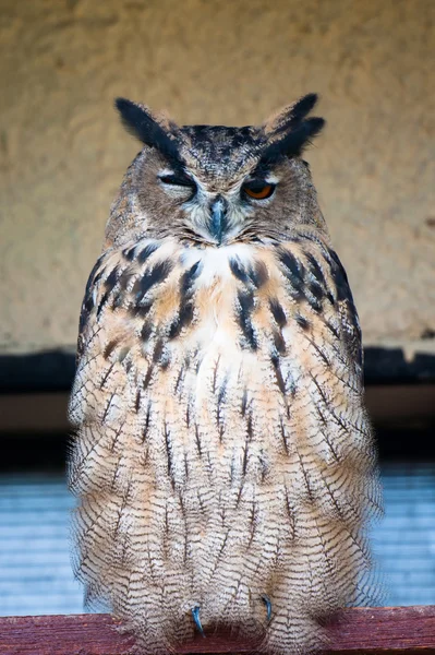 Great Owl olhando para a câmera — Fotografia de Stock