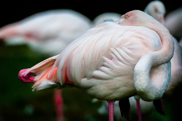 Two red flamingo in the pond — Stock Photo, Image