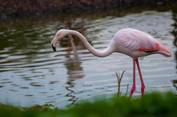 Two red flamingo in the pond — Stock Photo, Image